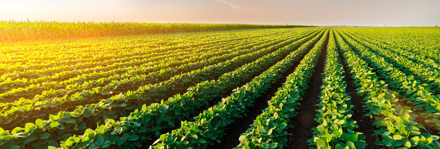 A Corretora de Seguros do Agronegócio
